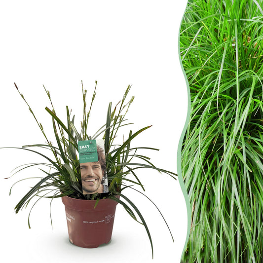 Siergrassen - Carex oshimensis Intense Green - Winterhard - Forestbloom