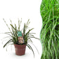 Siergrassen - Carex oshimensis Intense Green - Winterhard - Forestbloom