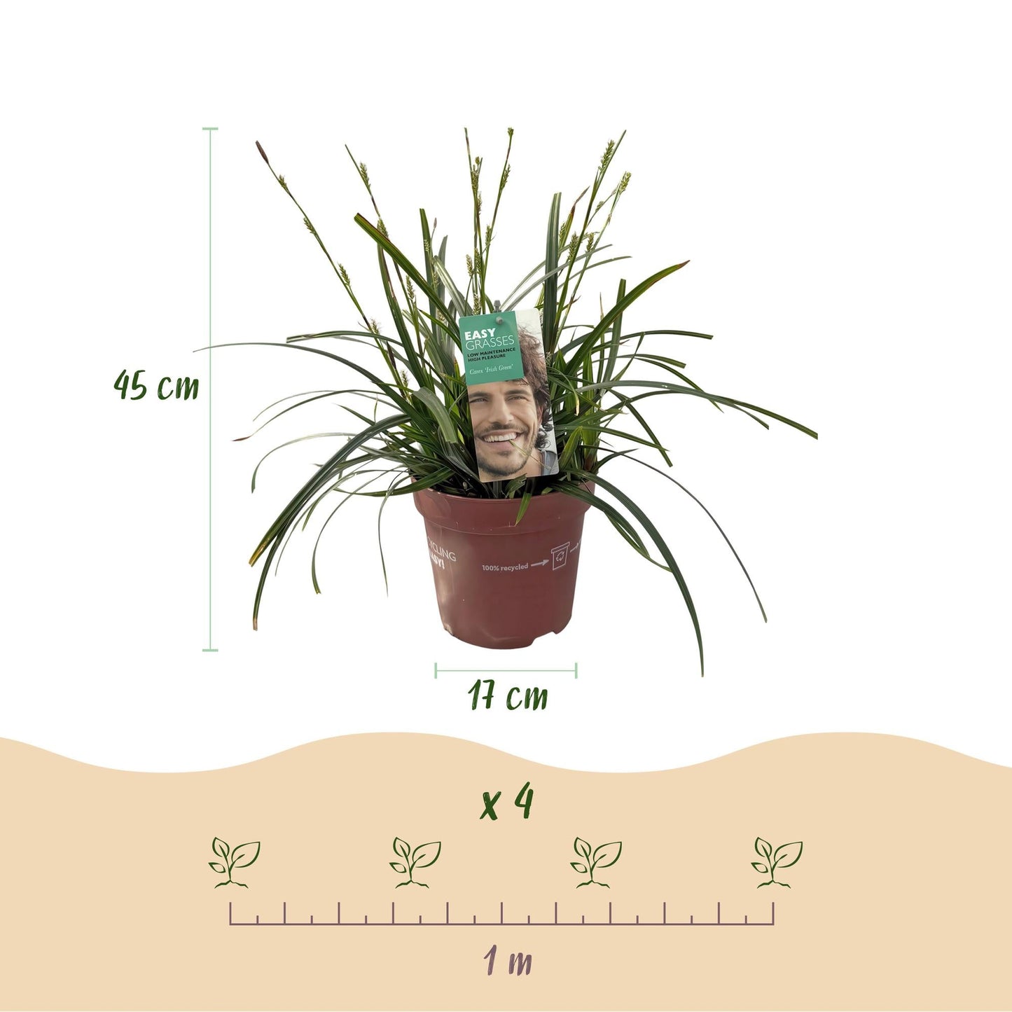 Siergrassen - Carex oshimensis Intense Green - Winterhard - Forestbloom