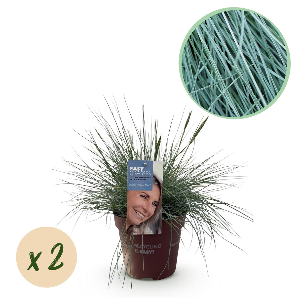 Siergrassen - Festuca glauca Intense Blue - 2 Planten - Forestbloom