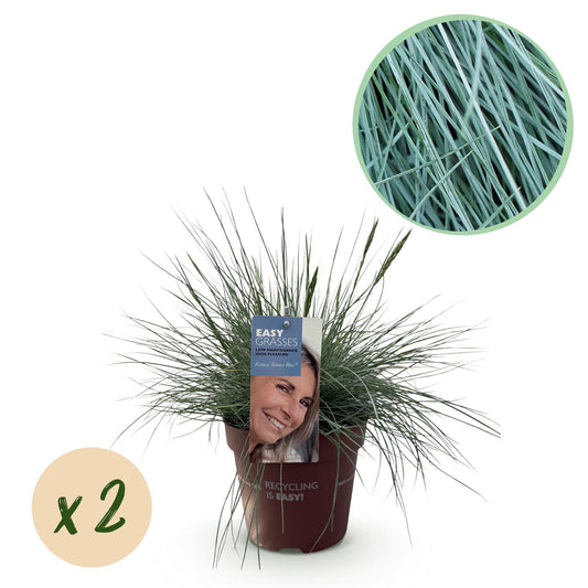 Siergrassen - Festuca glauca Intense Blue - 2 Planten - Forestbloom