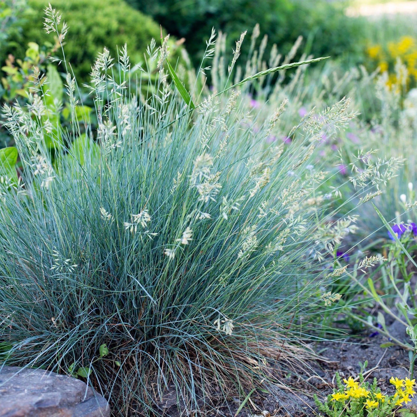 Siergrassen - Festuca glauca Intense Blue - 2 Planten - Forestbloom