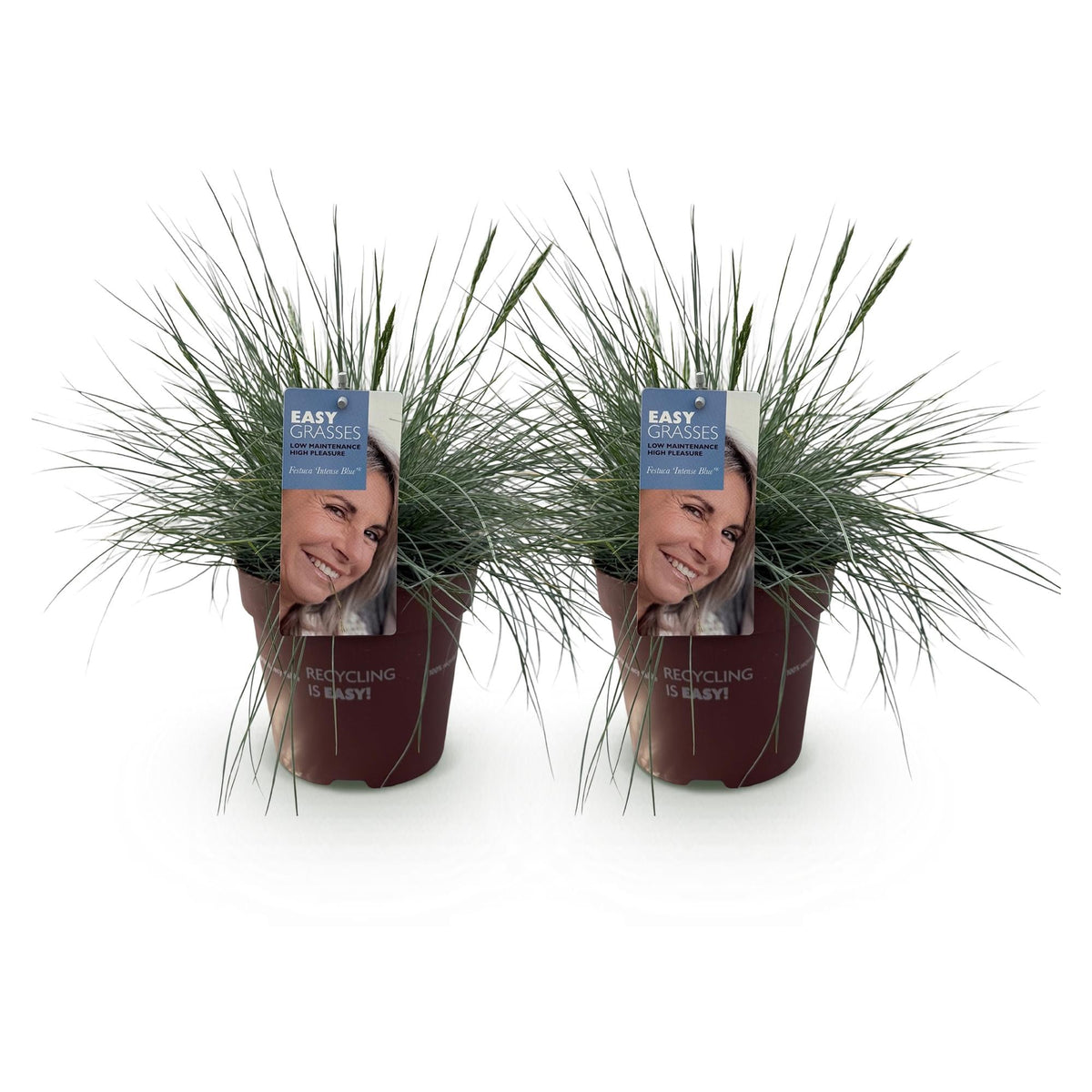 Siergrassen - Festuca glauca Intense Blue - 2 Planten - Forestbloom