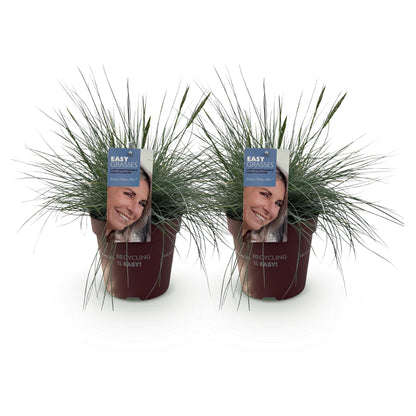 Siergrassen - Festuca glauca Intense Blue - 2 Planten - Forestbloom