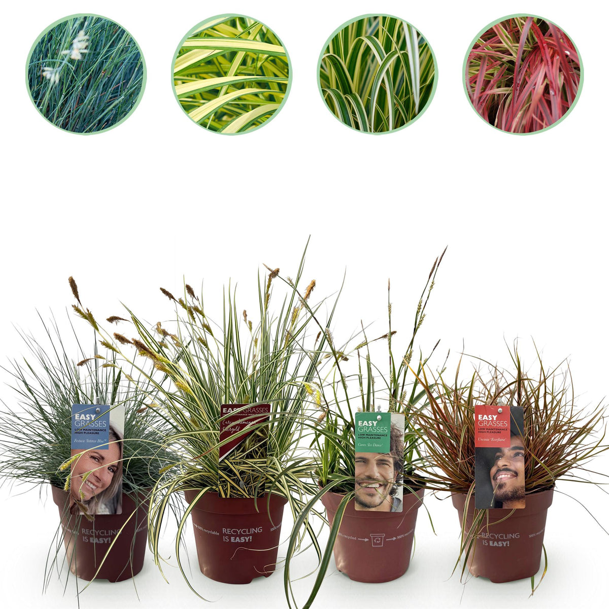 Siergrassen - Festuca glauca Intense Blue - 4 Planten - Forestbloom