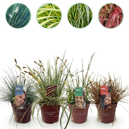 Siergrassen - Festuca glauca Intense Blue - 4 Planten - Forestbloom