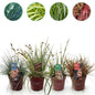 Siergrassen - Festuca glauca Intense Blue - 4 Planten - Forestbloom
