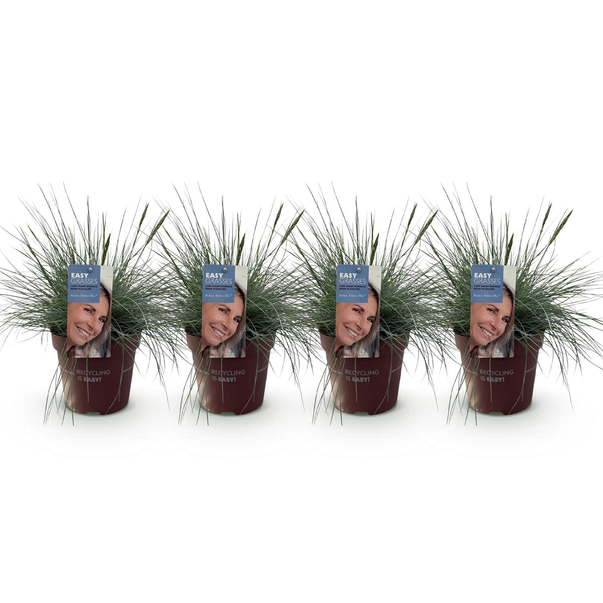 Siergrassen - Festuca glauca Intense Blue - 4 Planten - Forestbloom