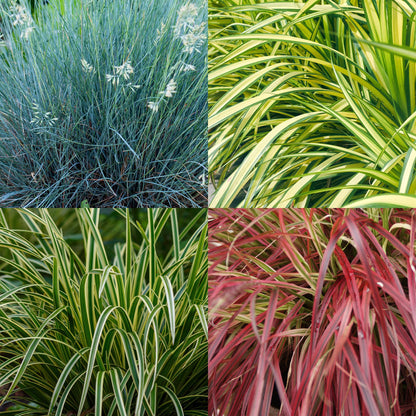Siergrassen - Festuca glauca Intense Blue - 4 Planten - Forestbloom