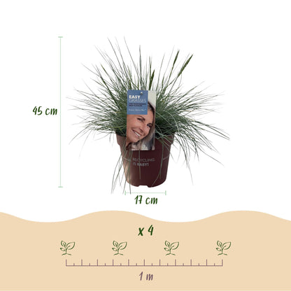 Siergrassen - Festuca glauca Intense Blue - 4 Planten - Forestbloom