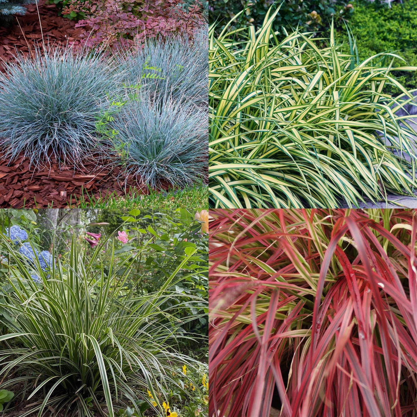 Siergrassen - Festuca glauca Intense Blue - 4 Planten - Forestbloom