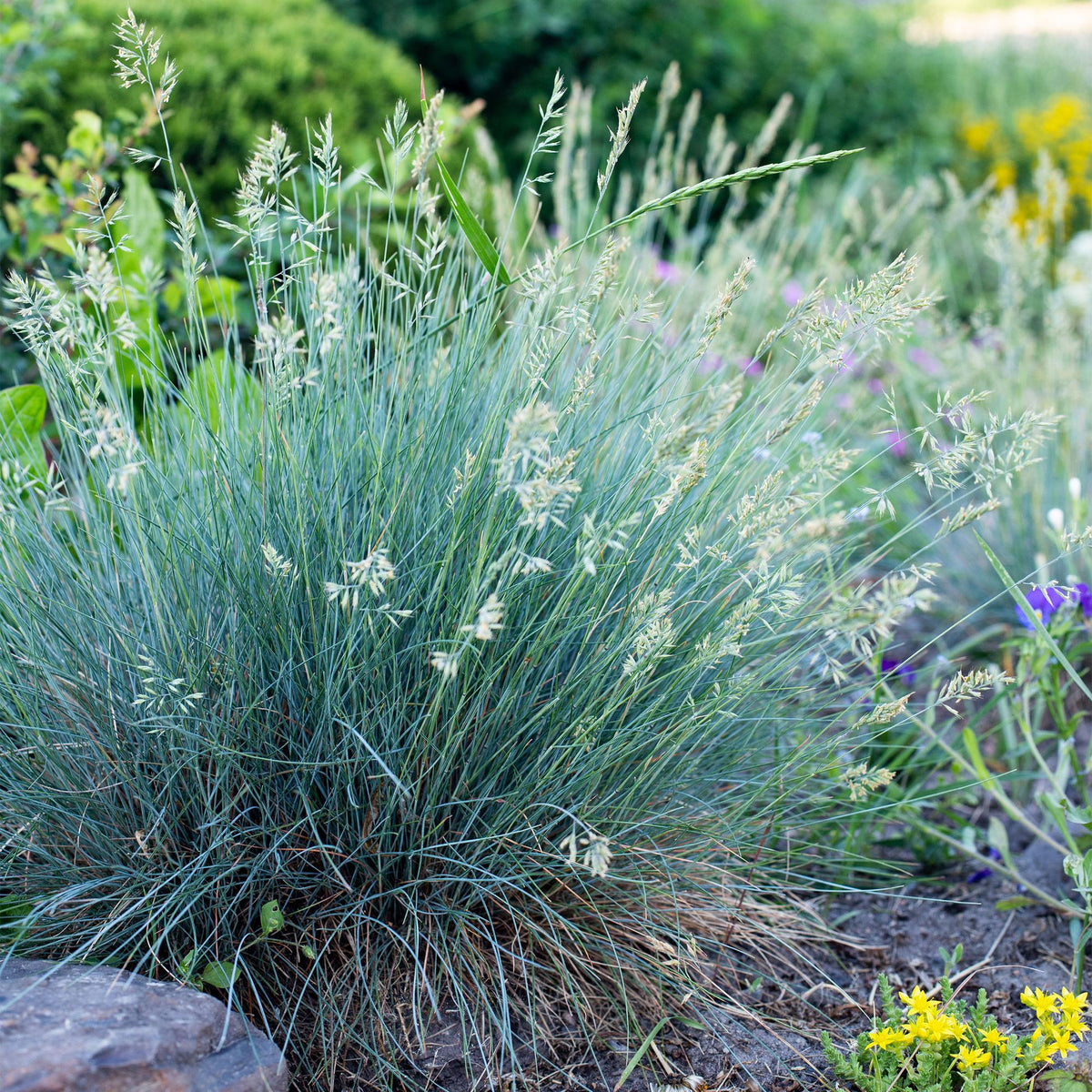 Siergrassen - Festuca glauca Intense Blue - Winterhard - Forestbloom