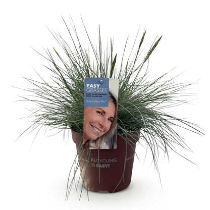 Siergrassen - Festuca glauca Intense Blue - Winterhard - Forestbloom