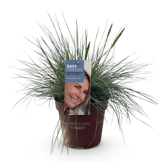 Siergrassen - Festuca glauca Intense Blue - Winterhard - Forestbloom