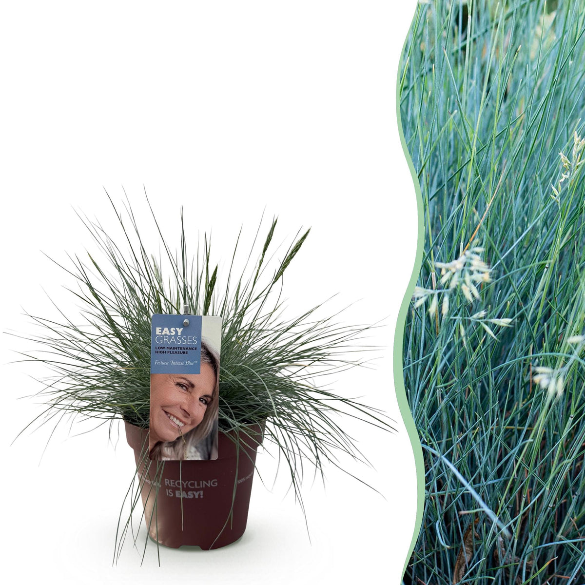 Siergrassen - Festuca glauca Intense Blue - Winterhard - Forestbloom