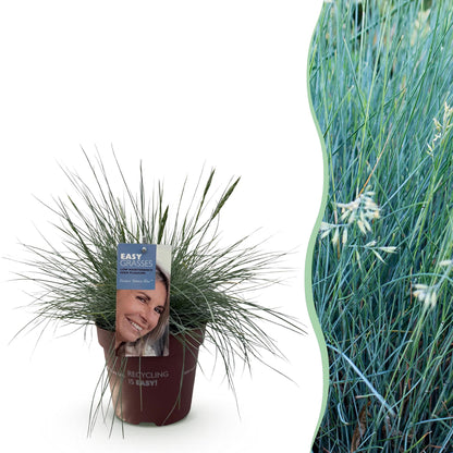 Siergrassen - Festuca glauca Intense Blue - Winterhard - Forestbloom