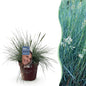 Siergrassen - Festuca glauca Intense Blue - Winterhard - Forestbloom