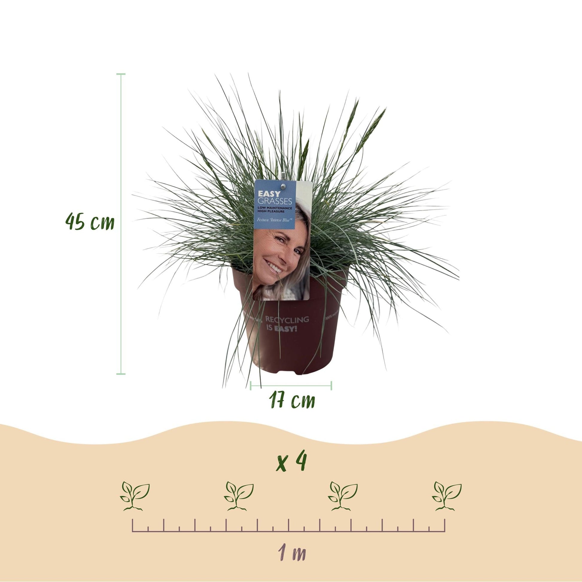 Siergrassen - Festuca glauca Intense Blue - Winterhard - Forestbloom