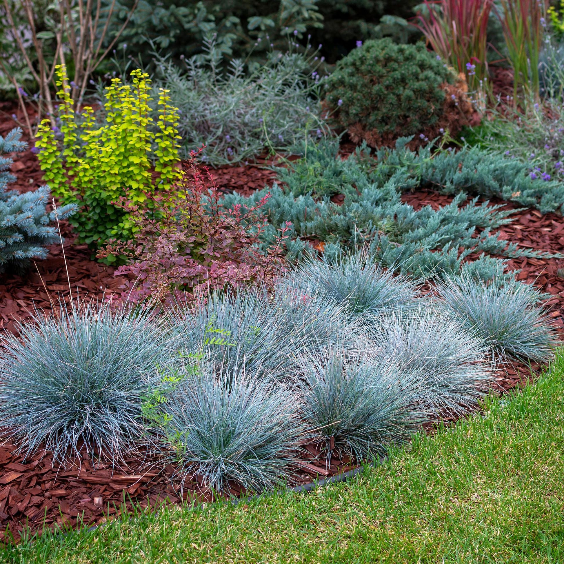 Siergrassen - Festuca glauca Intense Blue - Winterhard - Forestbloom