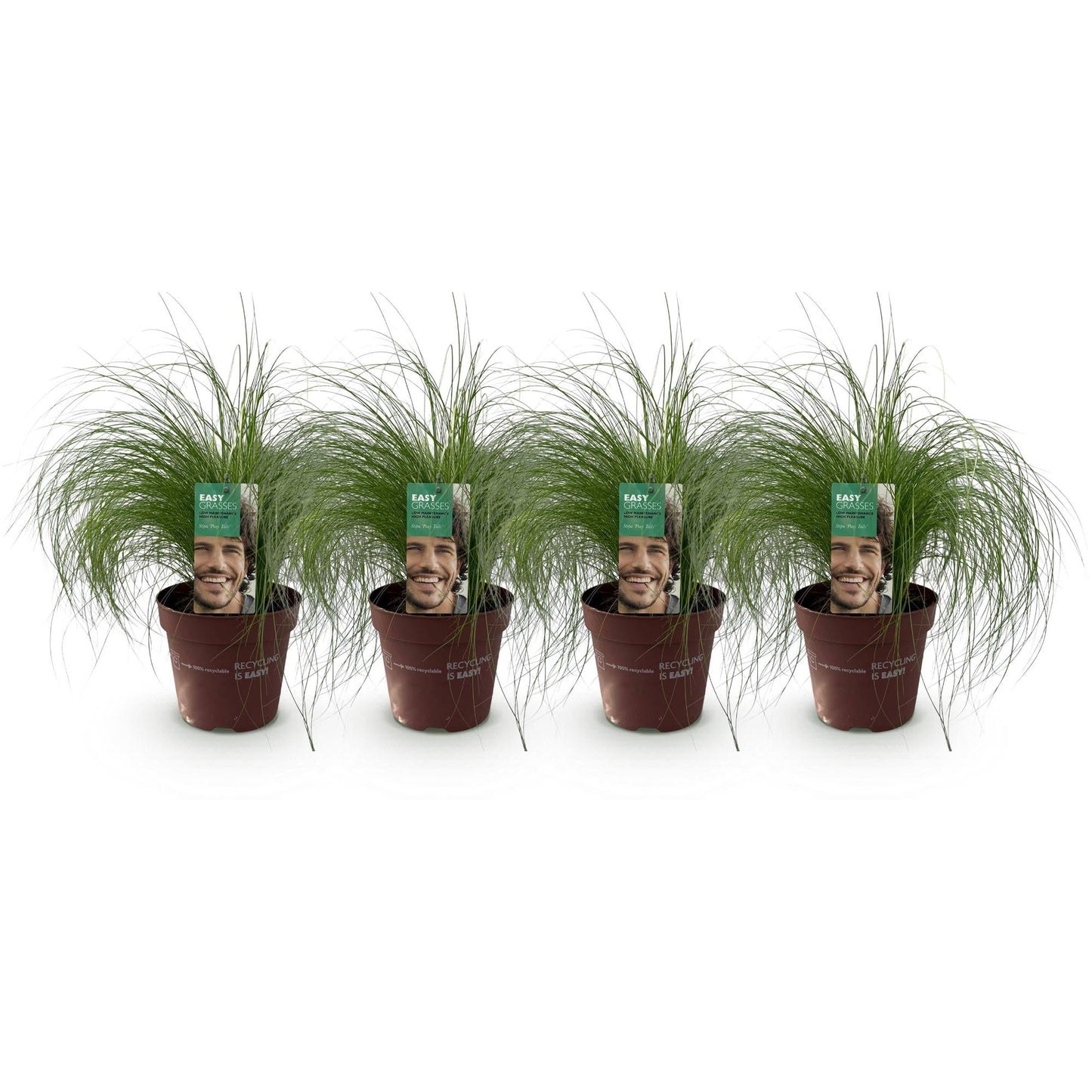 Siergrassen - Stipa tenuifolia Pony Tails - 4 Planten - Forestbloom