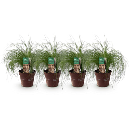 Siergrassen - Stipa tenuifolia Pony Tails - 4 Planten - Forestbloom