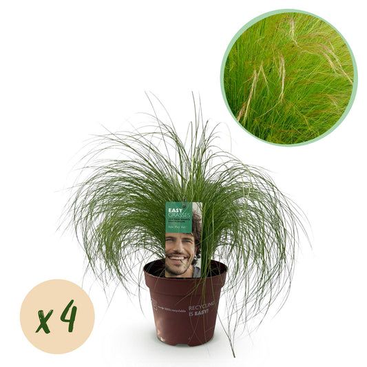 Siergrassen - Stipa tenuifolia Pony Tails - 4 Planten - Forestbloom