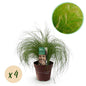 Siergrassen - Stipa tenuifolia Pony Tails - 4 Planten - Forestbloom