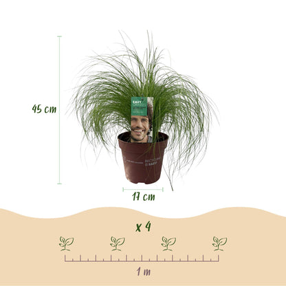 Siergrassen - Stipa tenuifolia Pony Tails - Groen - 2 Planten - Forestbloom
