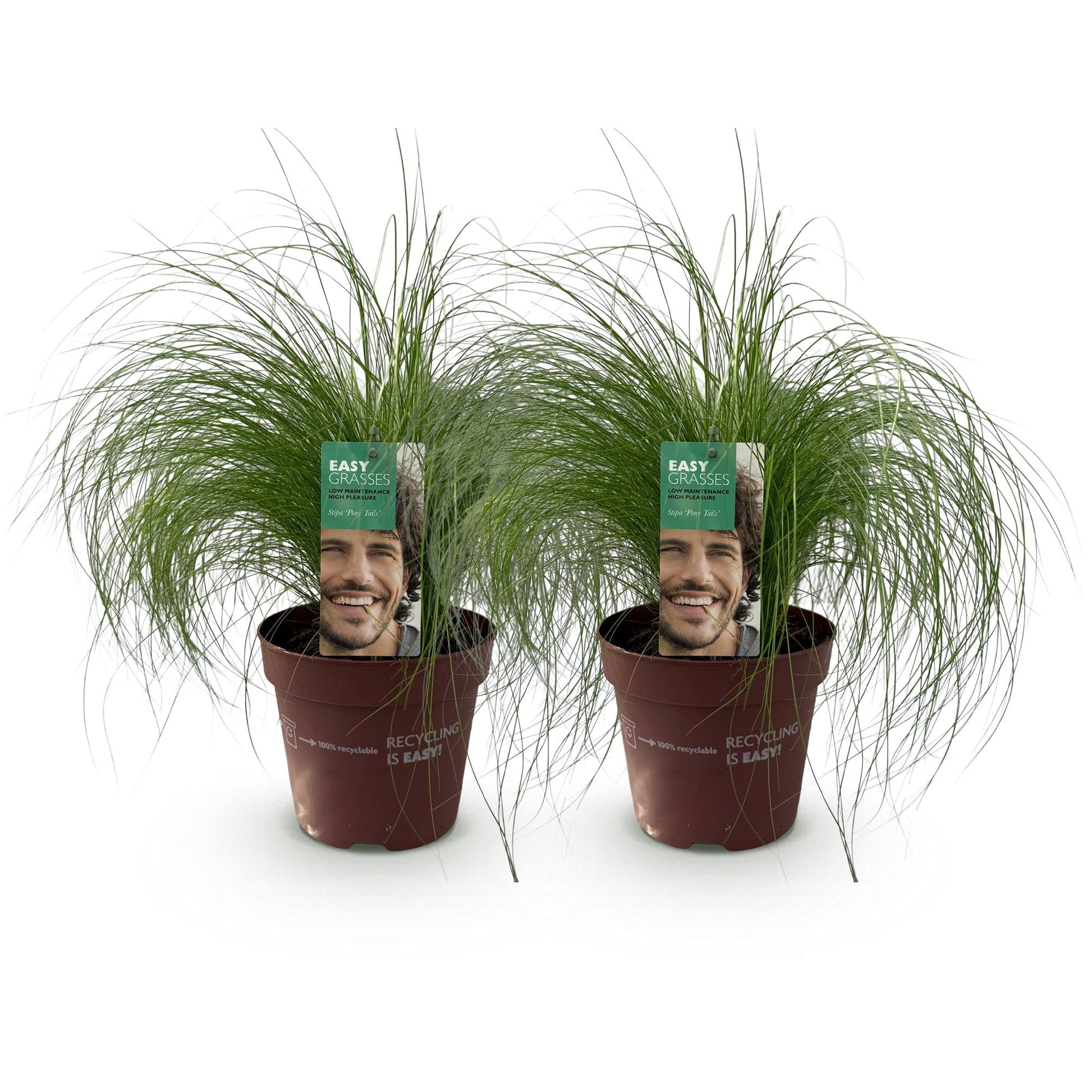 Siergrassen - Stipa tenuifolia Pony Tails - Groen - 2 Planten - Forestbloom