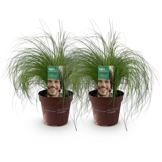 Siergrassen - Stipa tenuifolia Pony Tails - Groen - 2 Planten - Forestbloom