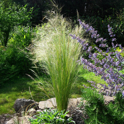 Siergrassen - Stipa tenuifolia Pony Tails - Groen - 2 Planten - Forestbloom