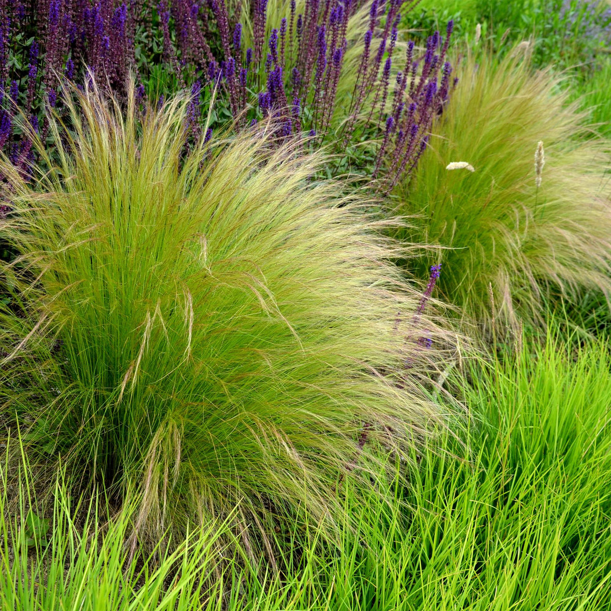 Siergrassen - Stipa tenuifolia Pony Tails - Winterhard - Forestbloom
