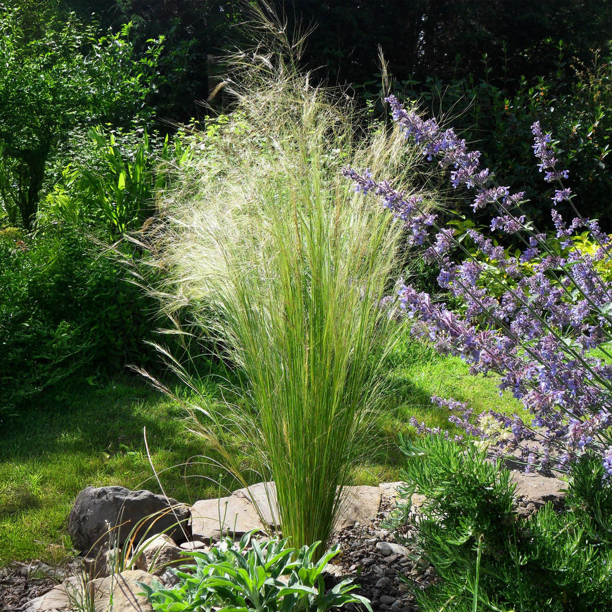 Siergrassen - Stipa tenuifolia Pony Tails - Winterhard - Forestbloom