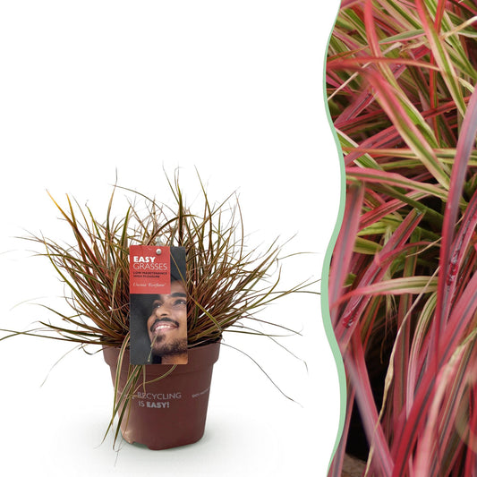Siergrassen - Uncinia rubra Everflame - 1 Plant - Winterhard - Forestbloom