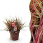 Siergrassen - Uncinia rubra Everflame - 1 Plant - Winterhard - Forestbloom