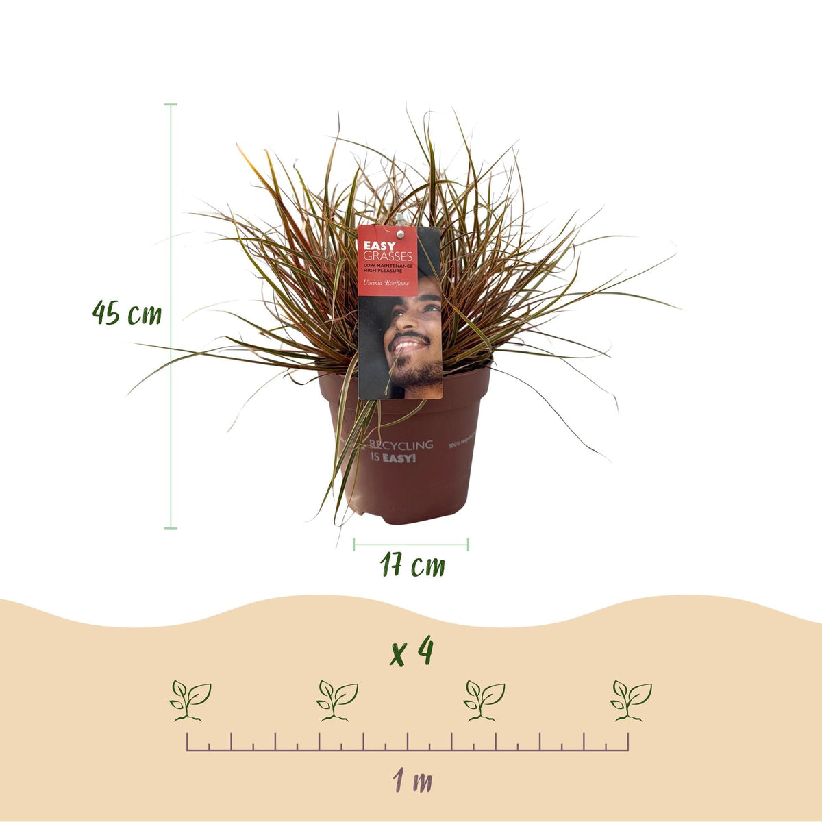 Siergrassen - Uncinia rubra Everflame - 2 Planten - Forestbloom