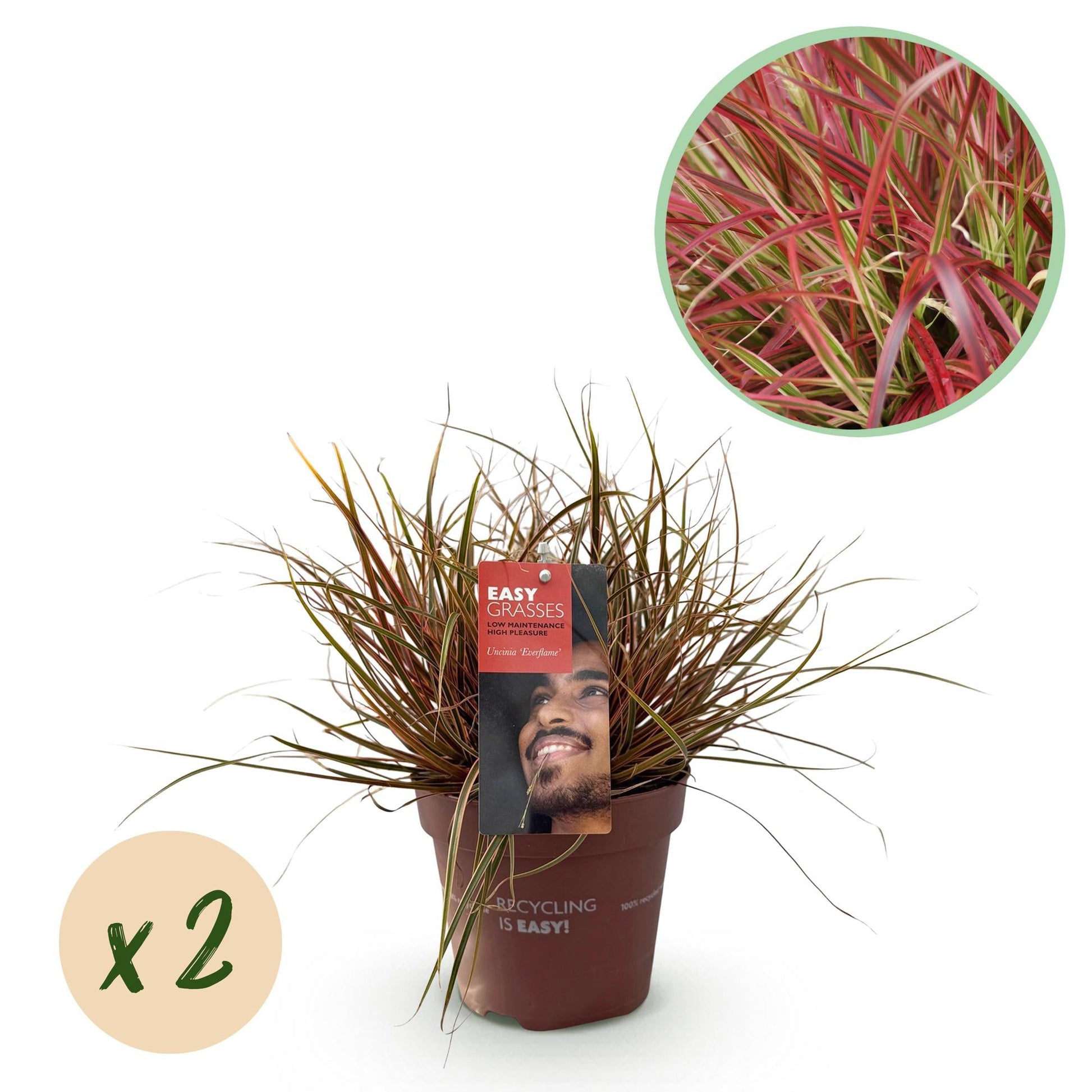 Siergrassen - Uncinia rubra Everflame - 2 Planten - Forestbloom