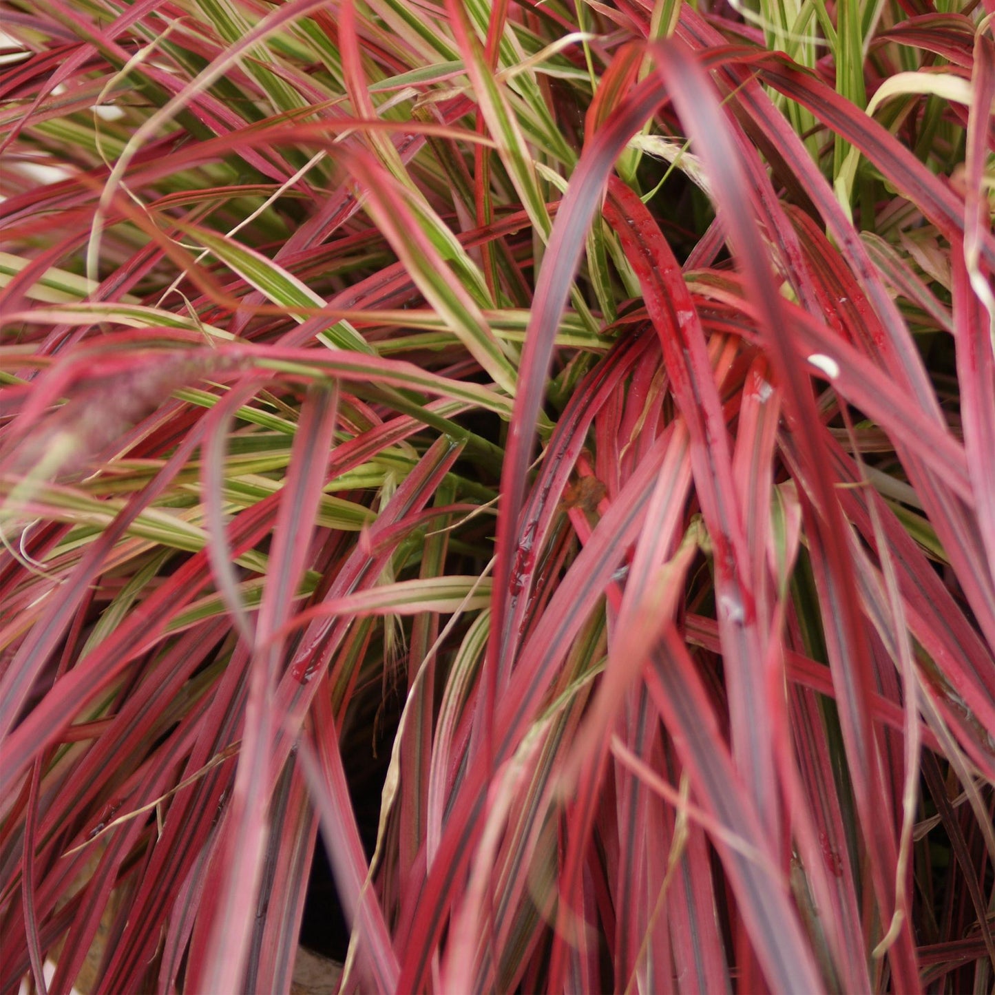 Siergrassen - Uncinia rubra Everflame - 4 Planten - Forestbloom