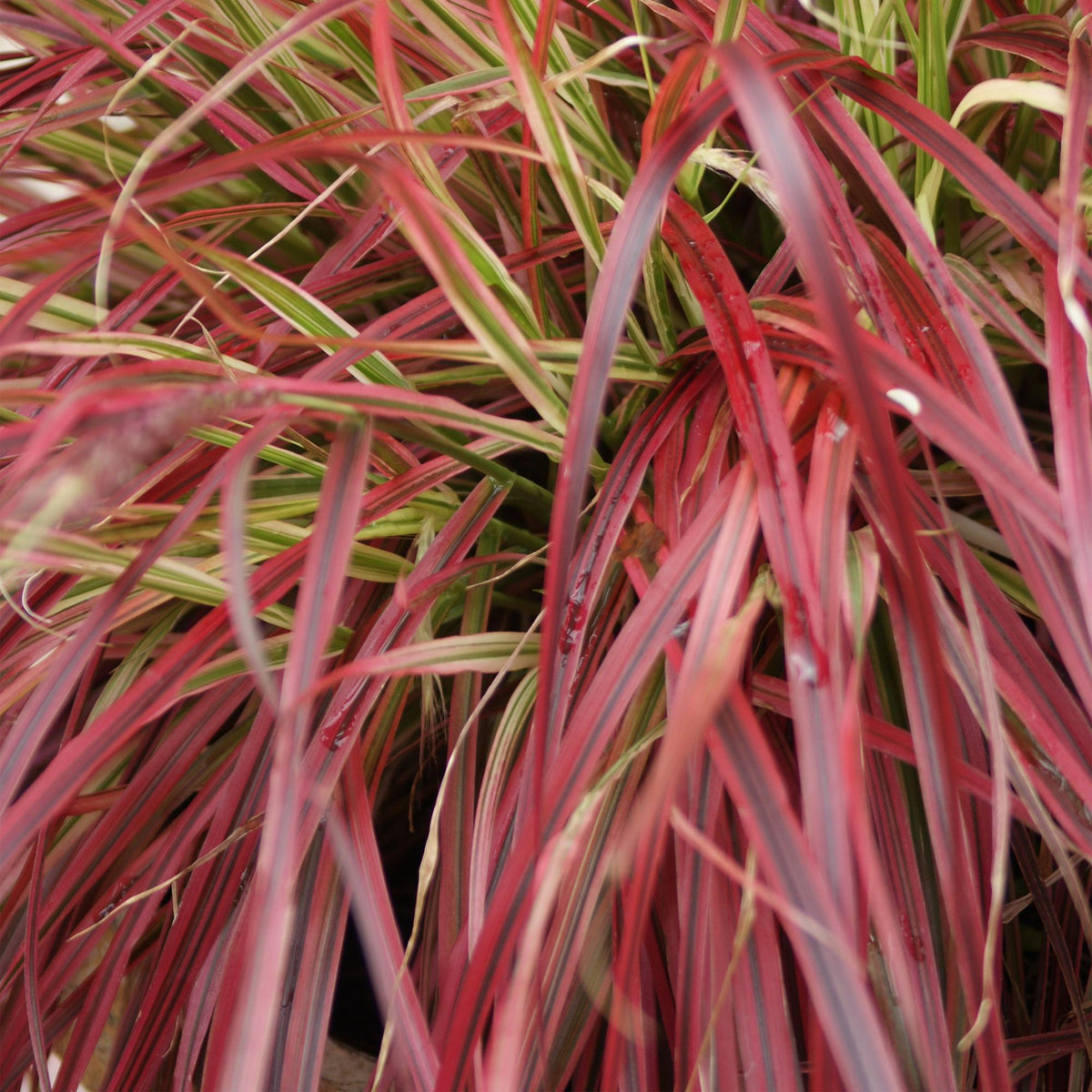 Siergrassen - Uncinia rubra Everflame - 4 Planten - Forestbloom