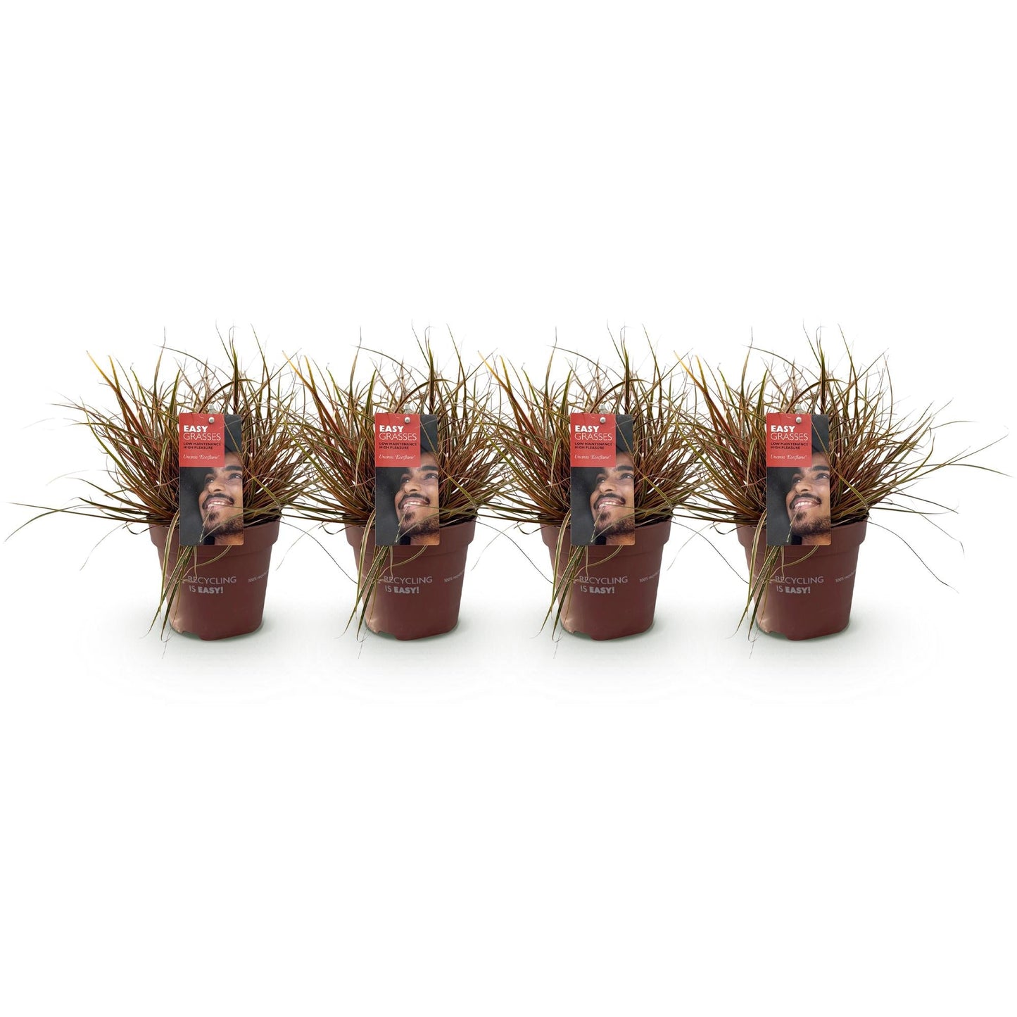 Siergrassen - Uncinia rubra Everflame - 4 Planten - Forestbloom
