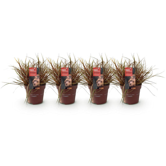 Siergrassen - Uncinia rubra Everflame - 4 Planten - Forestbloom