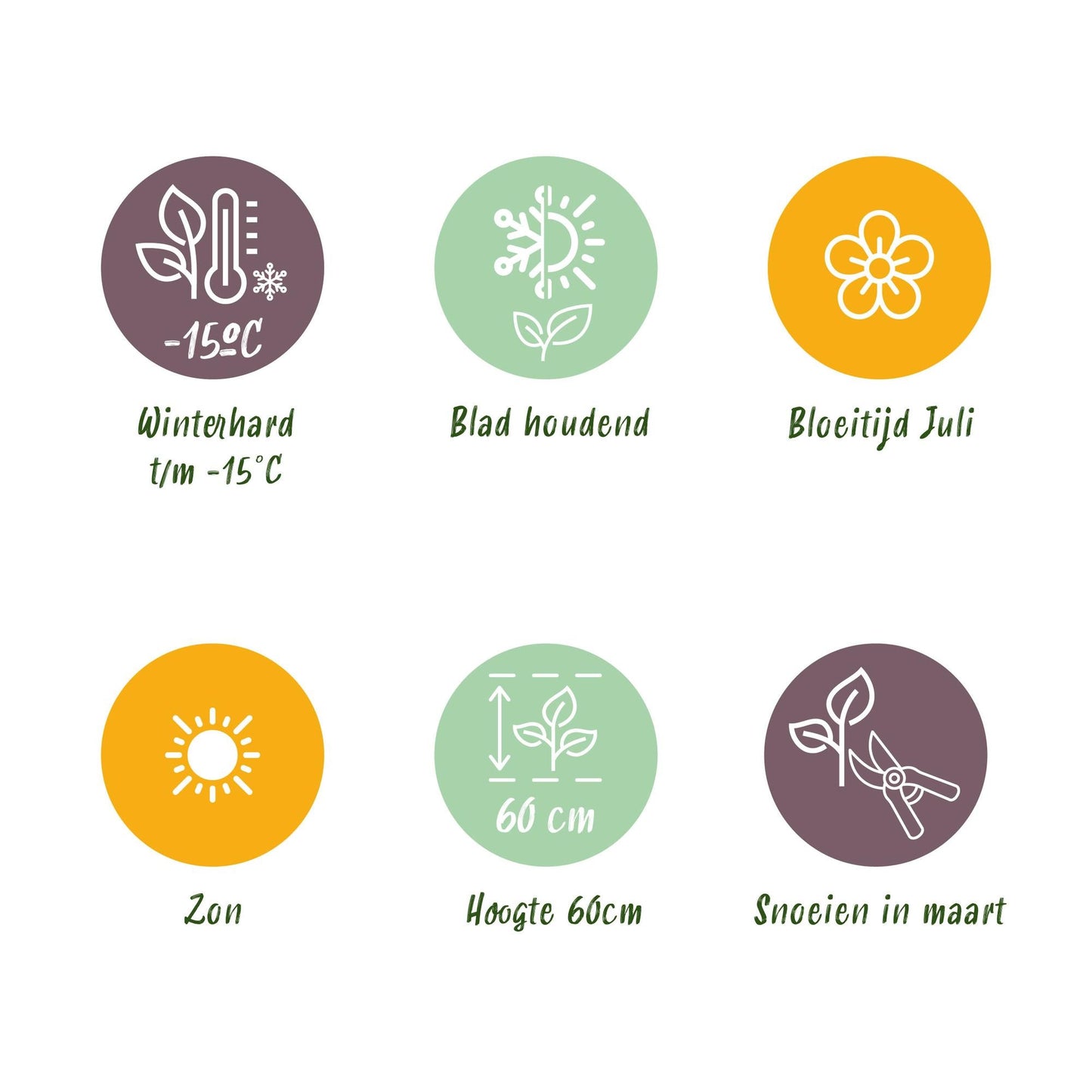 Siergrassen - Uncinia rubra Everflame - 4 Planten - Forestbloom