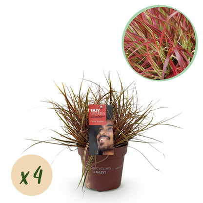 Siergrassen - Uncinia rubra Everflame - 4 Planten - Forestbloom