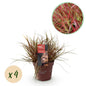 Siergrassen - Uncinia rubra Everflame - 4 Planten - Forestbloom