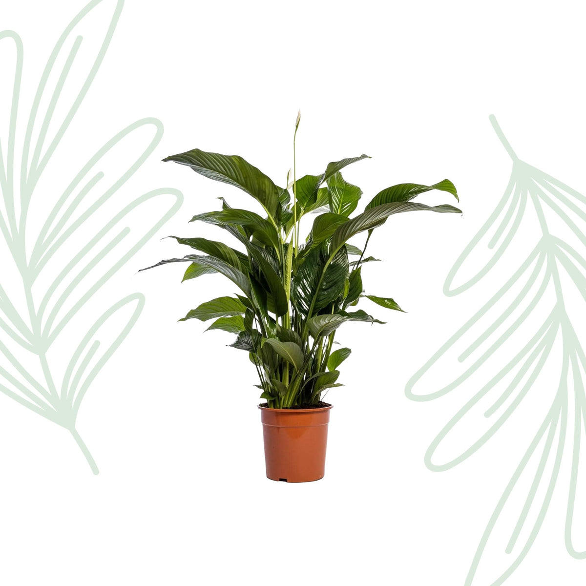 Spathiphyllum Bellini - 100cm - Forestbloom