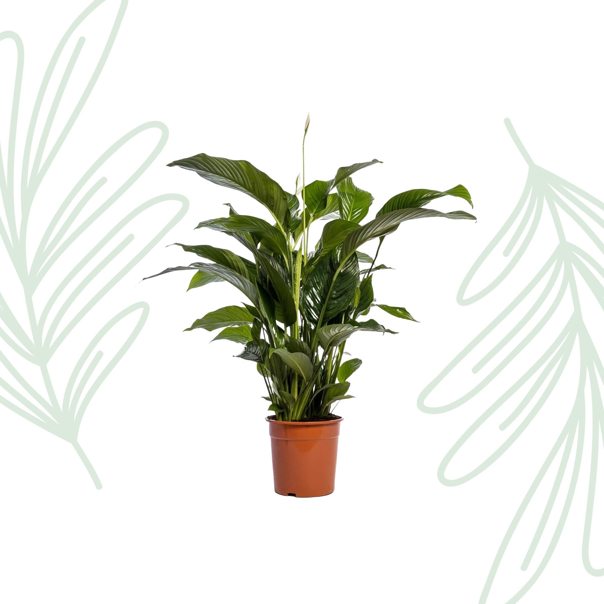 Spathiphyllum Bellini - 100cm - Forestbloom