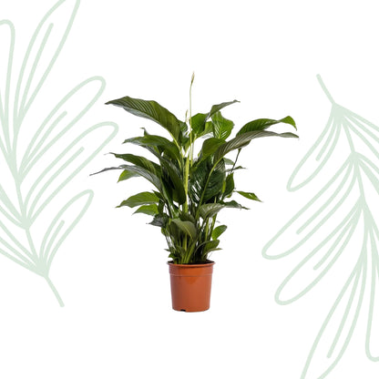 Spathiphyllum Bellini - 100cm - Forestbloom