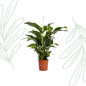 Spathiphyllum Bellini - 100cm - Forestbloom