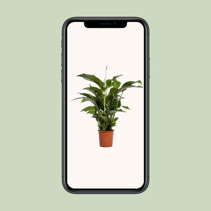 Spathiphyllum Bellini - 100cm - Forestbloom
