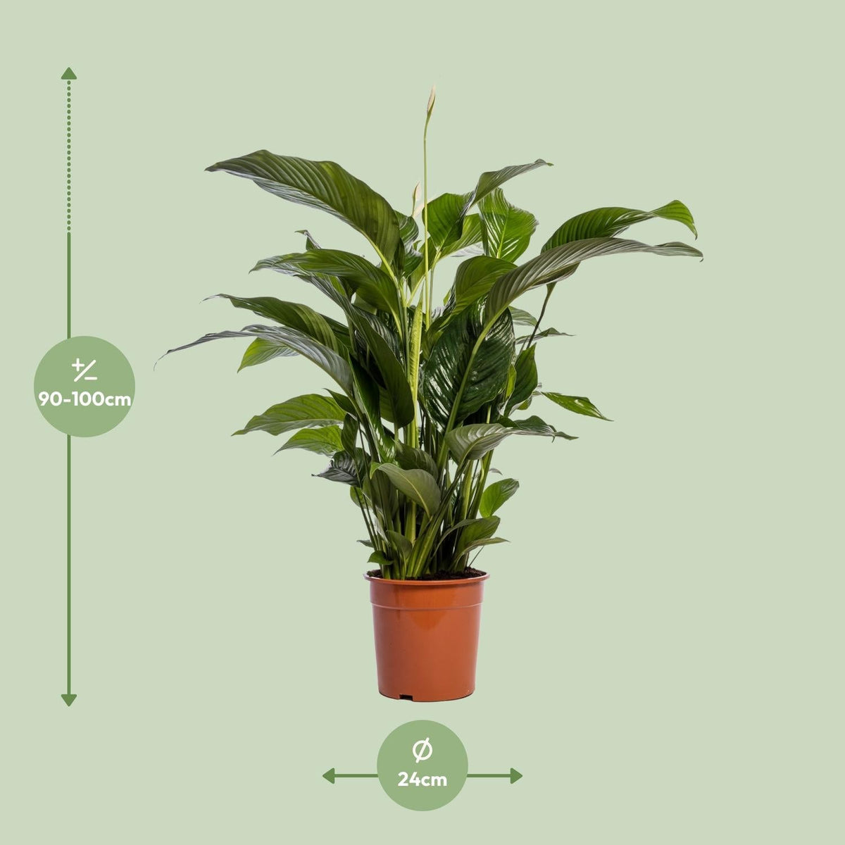 Spathiphyllum Bellini - 100cm - Forestbloom